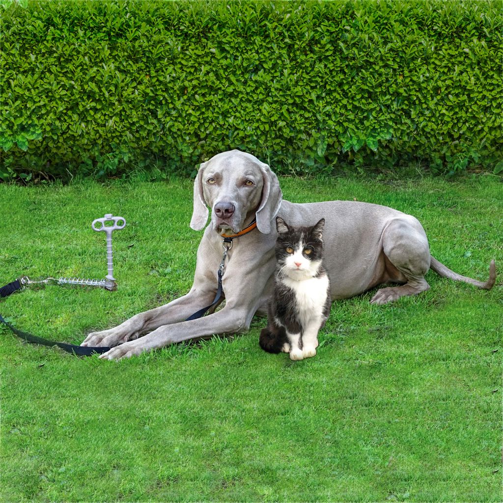 PP Hundehering PetPeg – Bild 3