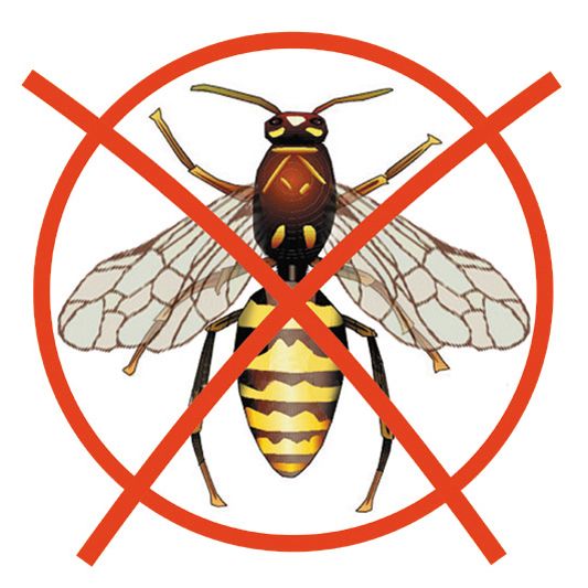 Wespenfalle – Bild 2